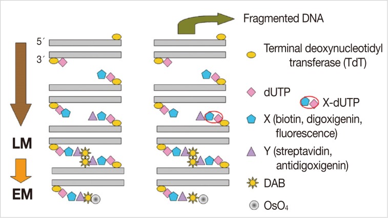 kjpathol-46-151-g001.jpg