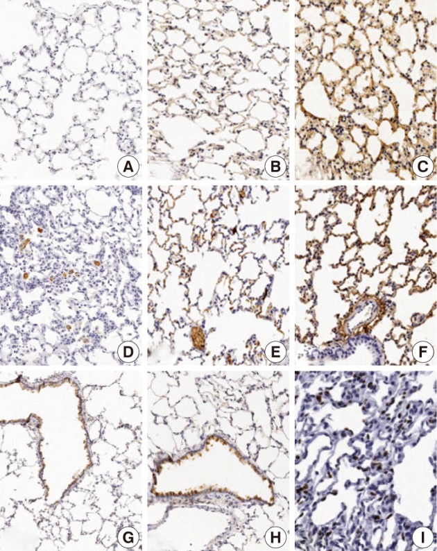 kjpathol-46-151-g004.jpg