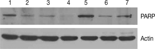 kjpathol-46-151-g006.jpg