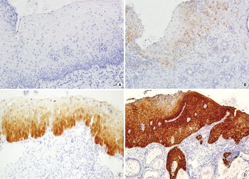 kjpathol-46-253-g001.jpg