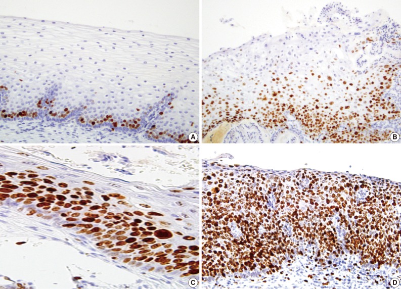 kjpathol-46-253-g002.jpg