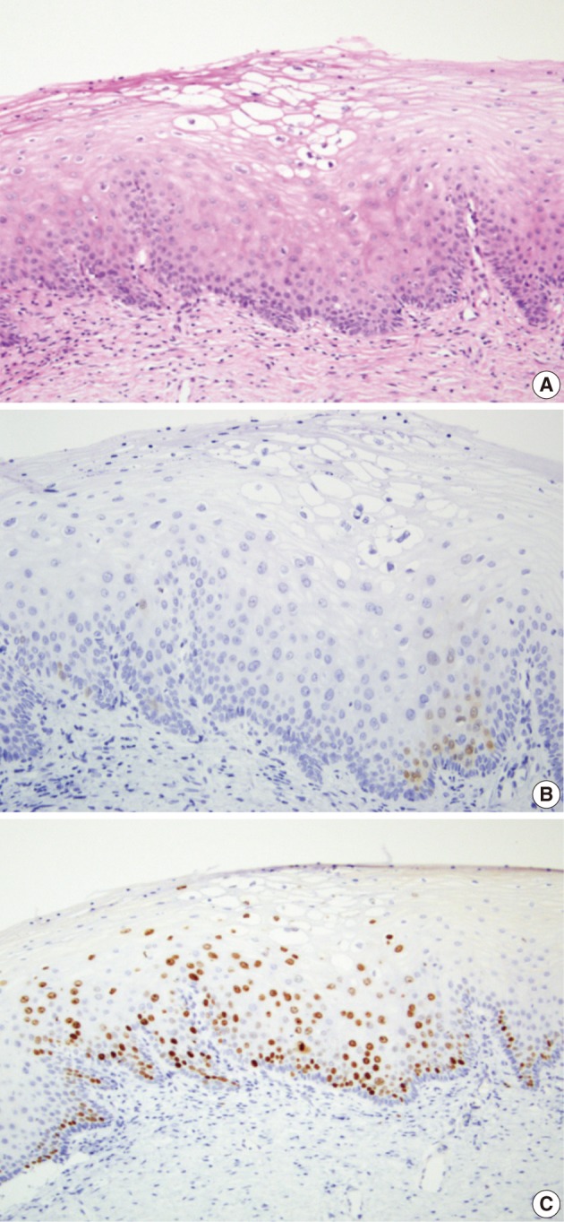 kjpathol-46-253-g003.jpg