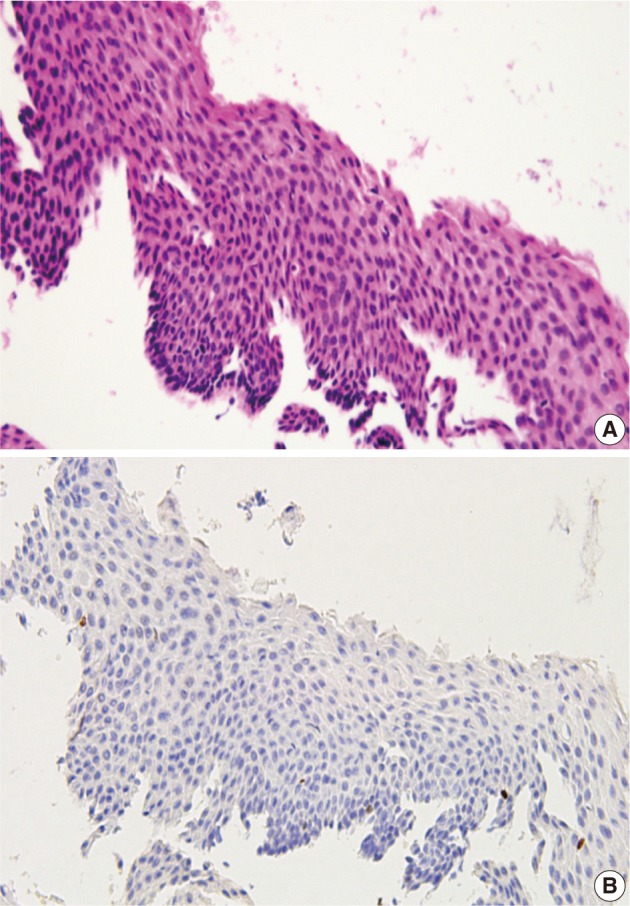 kjpathol-46-253-g004.jpg