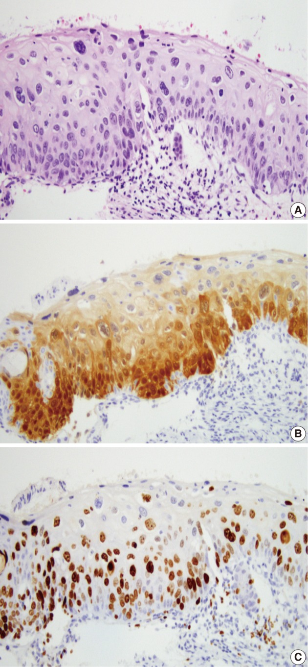 kjpathol-46-253-g005.jpg