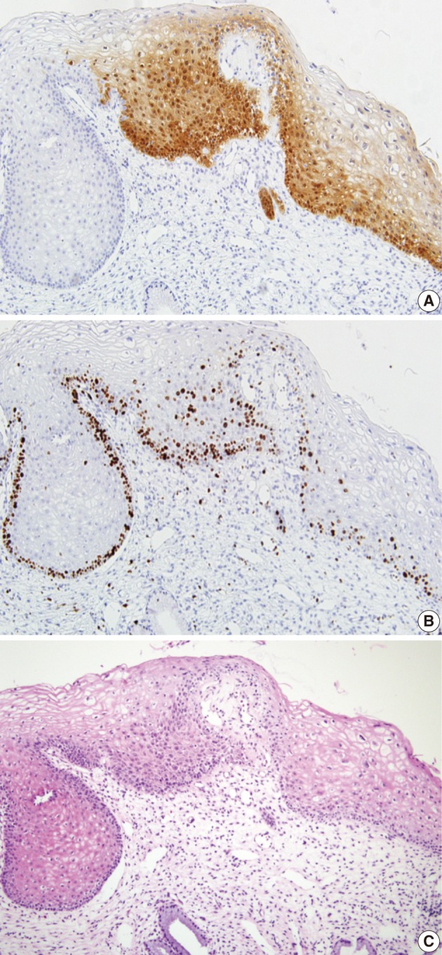 kjpathol-46-253-g006.jpg