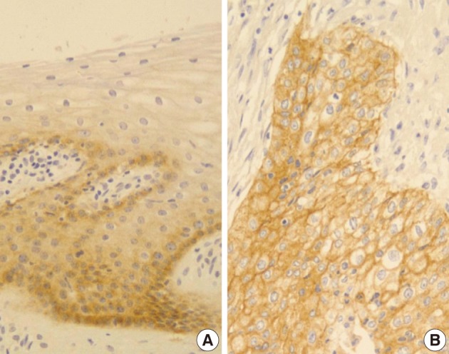 kjpathol-46-341-g001.jpg