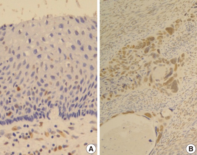 kjpathol-46-341-g002.jpg