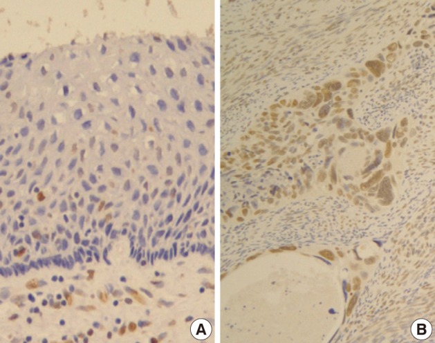 kjpathol-46-341-g002.jpg