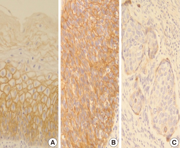 kjpathol-46-341-g003.jpg