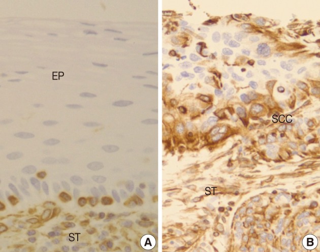 kjpathol-46-341-g004.jpg