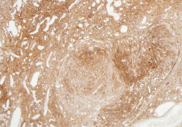 kjpathol-46-494-g002.jpg
