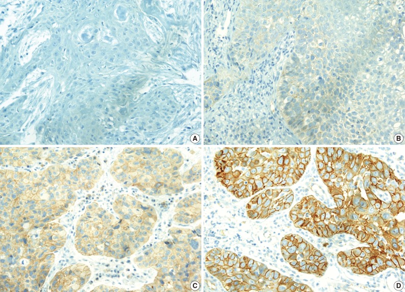 kjpathol-46-515-g001.jpg