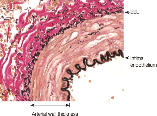 kjpathol-46-548-g001.jpg