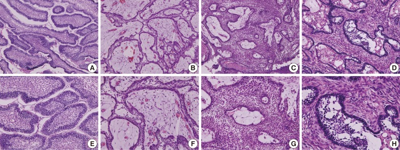 kjpathol-47-191-g001.jpg