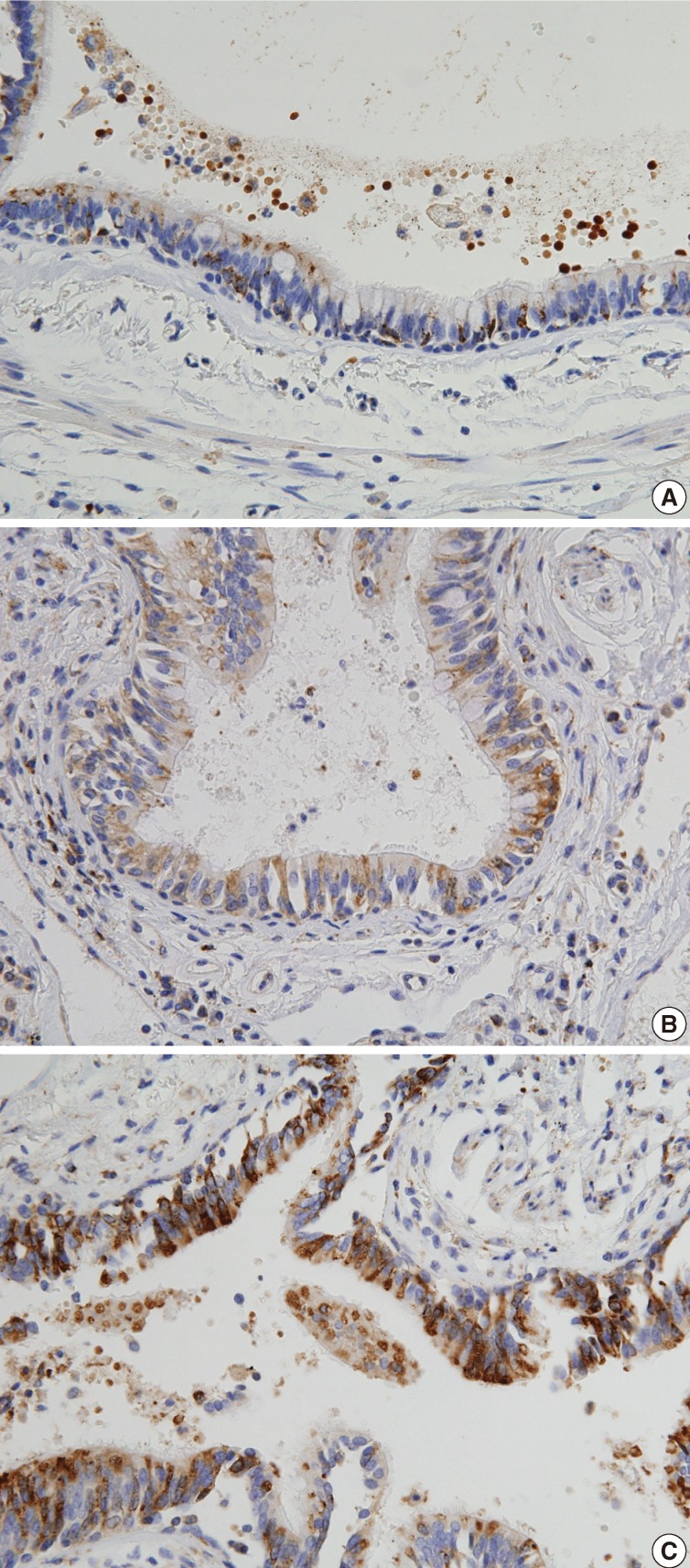 kjpathol-47-211-g001.jpg