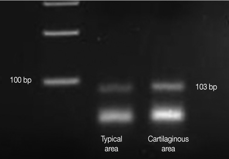 kjpathol-47-284-g005.jpg