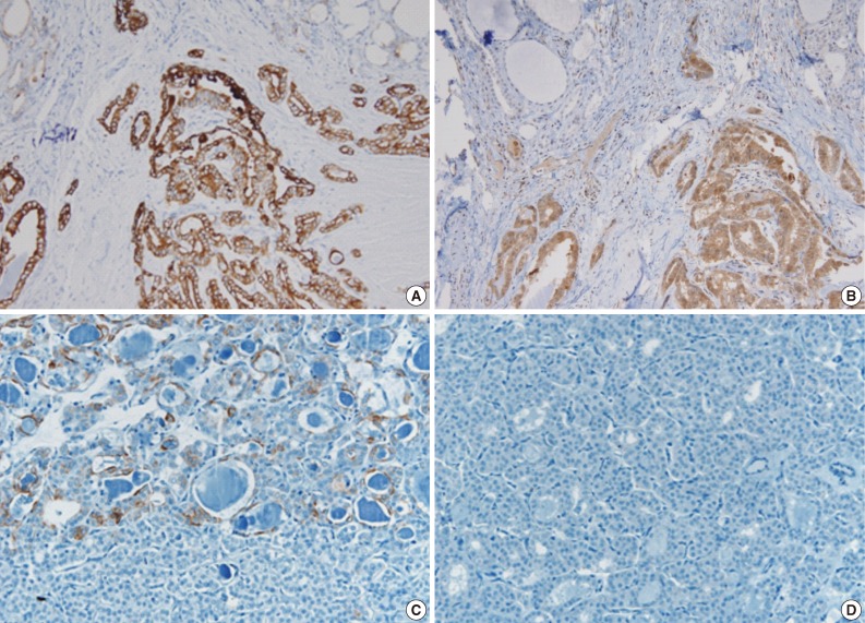 kjpathol-47-293-g002.jpg