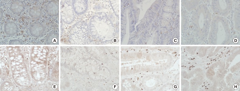 kjpathol-47-443-g001.jpg