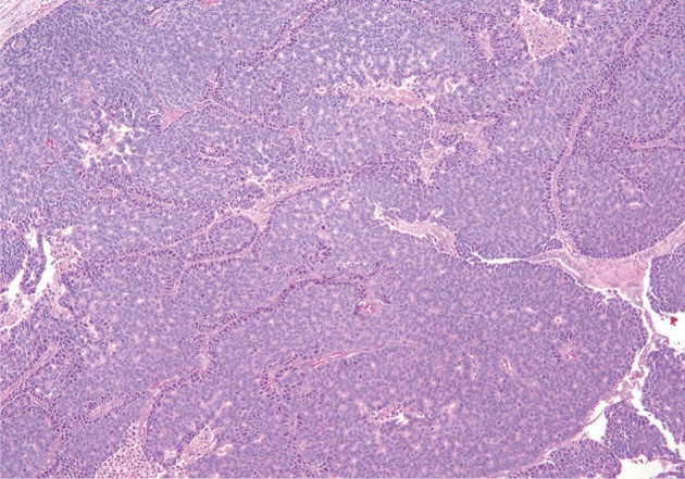 kjpathol-47-93-g002.jpg