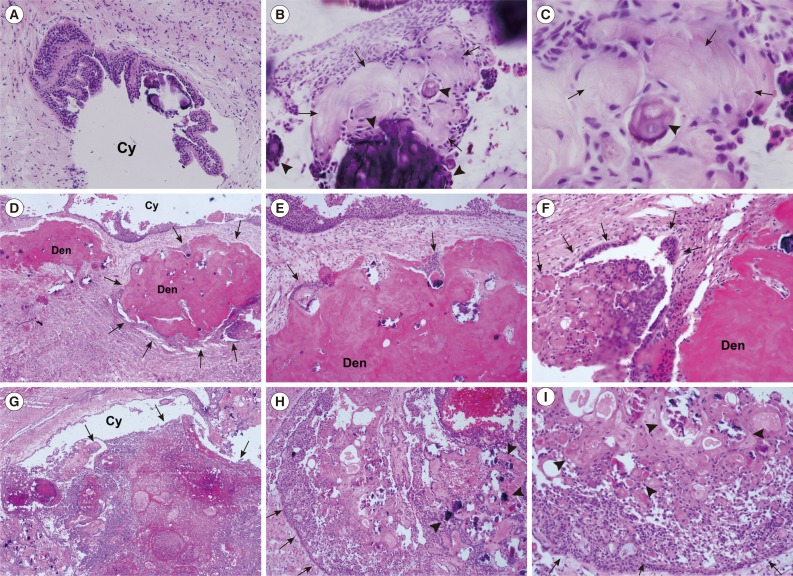 kjpathol-48-175-g002.jpg