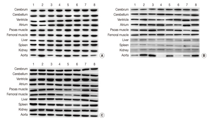 kjpathol-48-193-g001.jpg