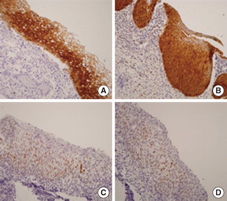 kjpathol-48-24-g003.jpg