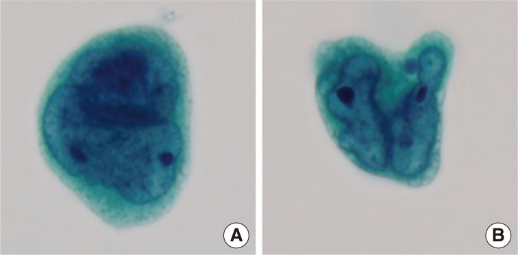 kjpathol-48-241-g003.jpg