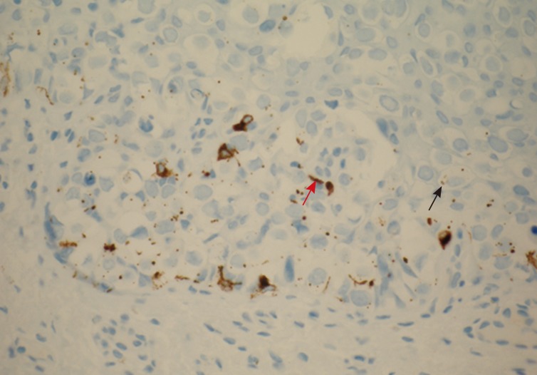 kjpathol-48-292-g007.jpg