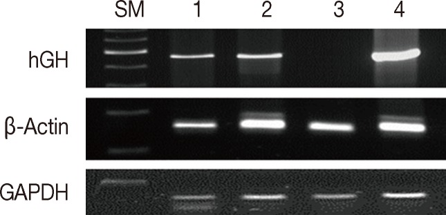 kjpathol-48-36-g001.jpg