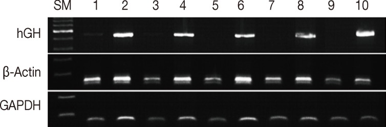 kjpathol-48-36-g002.jpg